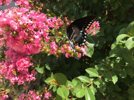 Butterflies Are Free (Spicebush Swallowtail) - beautiful mostly black butterfly against a hot pink crepe myrtle bloom