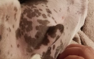 What Are These Colored Markings on Dog's Tummy - pigment spots