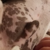 What Are These Colored Markings on Dog's Tummy - pigment spots