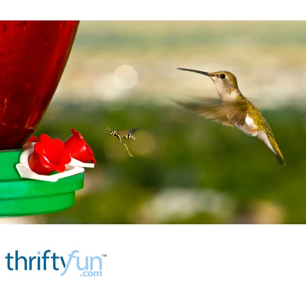 Using Mint To Keep Bees Wasps From A Hummingbird Feeder Thriftyfun