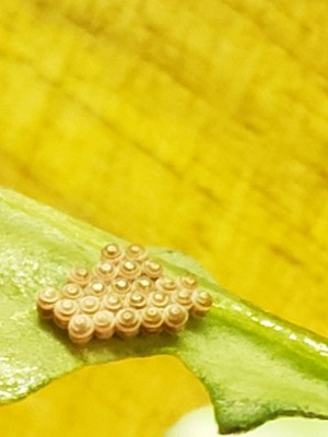 Identifying an Insect Egg Cluster - eggs on arugula