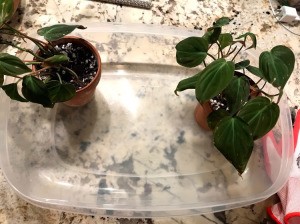 Repotting Plants Inside your House - potted plants sitting in a plastic container