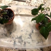 Repotting Plants Inside your House - potted plants sitting in a plastic container