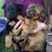 What Are Our Chihuahuas Mixed With?