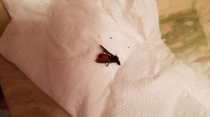 Identifying a Small Black Biting Bug