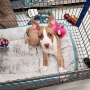 What Breed Is My Dog? - tan and white puppy with standing up ears, maybe part Pit