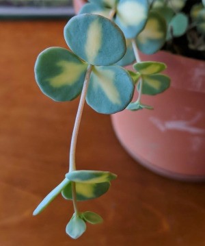 Identifying a Houseplant - plant with three round leaves set along the stem, leaves green and yellow
