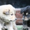 New Himalayan Puppies