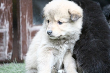 New Himalayan Puppies (Indies)