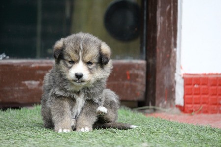 New Himalayan Puppies