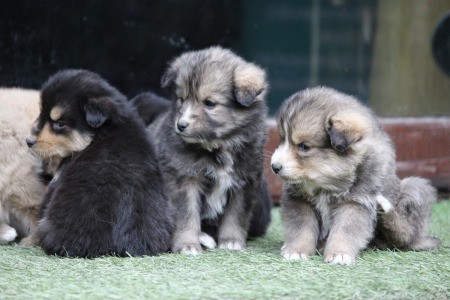 New Himalayan Puppies cute puppies