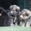 New Himalayan Puppies  cute puppies