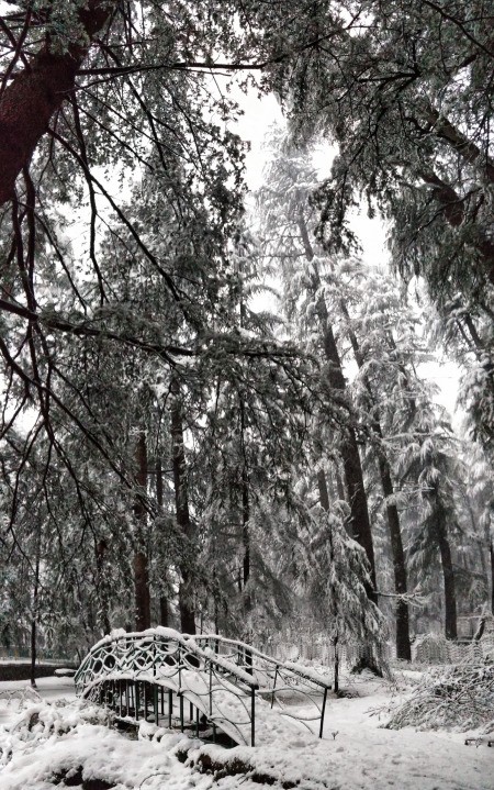 Snow covered trees and a small bridge in the Himalayas.