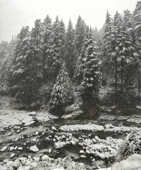 Snow covered trees on a mountainside in the Himalayas.