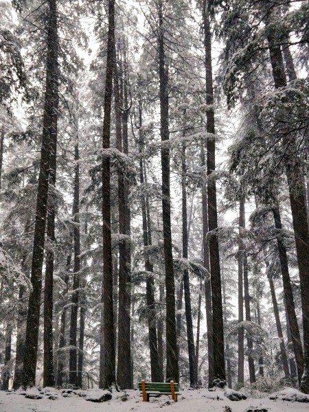 Snow covered trees and a bench in the Himalayas.