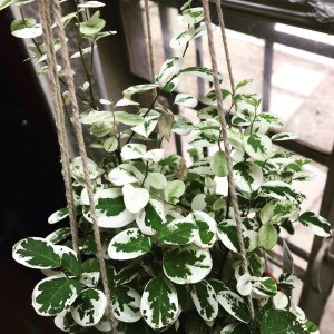 Identifying a Houseplant - plant with green and white rounded leaves