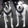 Is My Dog a Pit Bull? - black and white photo of two dogs