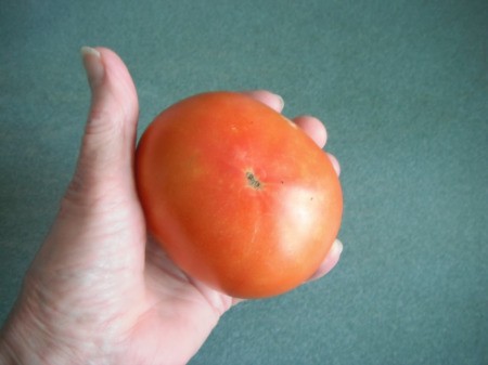 Make a Little Hothouse for Early Tomatoes - large red tomato