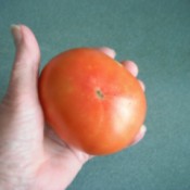 Make a Little Hothouse for Early Tomatoes - large red tomato