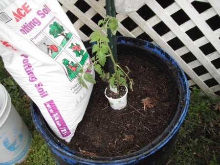 Make a Little Hothouse for Early Tomatoes - new plant sitting on top of a new top layer of potting soil