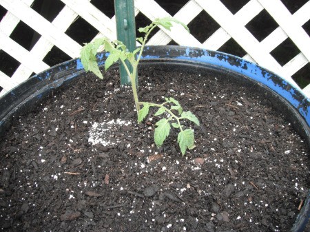 Make a Little Hothouse for Early Tomatoes - new tomato plant in pot