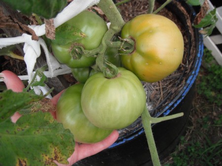 Make a Little Hothouse for Early Tomatoes - green developing tomatoes last year
