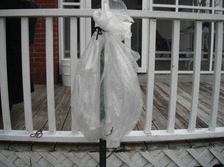Make a Little Hothouse for Early Tomatoes - when the bag is raised tie to the pole