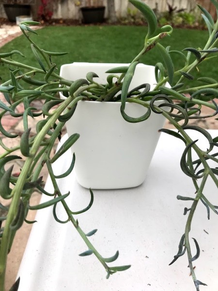 Thrifty Vertical Planter Wall - add succulents