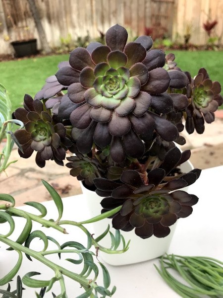 Thrifty Vertical Planter Wall - a rosette succulent