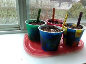 Up-cycled Seedling Pots - planted yogurt cups