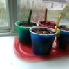 Up-cycled Seedling Pots - planted yogurt cups