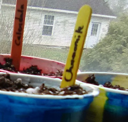 Up-cycled Seedling Pots - plant seeds in moist seed starter soil and mark the type on a Popsicle stick, then place on a waterproof barrier
