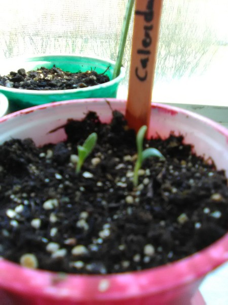 Up-cycled Seedling Pots - mist once or twice a day until seeds sprout and mature a bit, then water normally