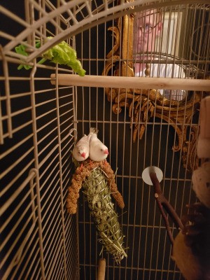 Determining the Gender of White Zebra Finches - two white finches in a cage