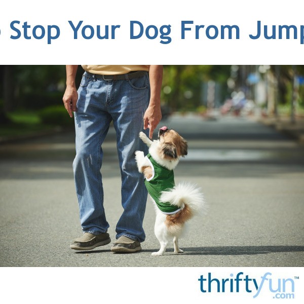 How To Stop Your Dog From Jumping Up ThriftyFun
