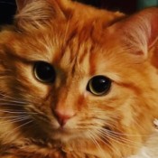 Clara (Orange Tabby) - closeup of cat