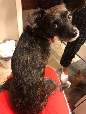 Is My Dog a Chiweenie?  - black and brown maybe terrier mix