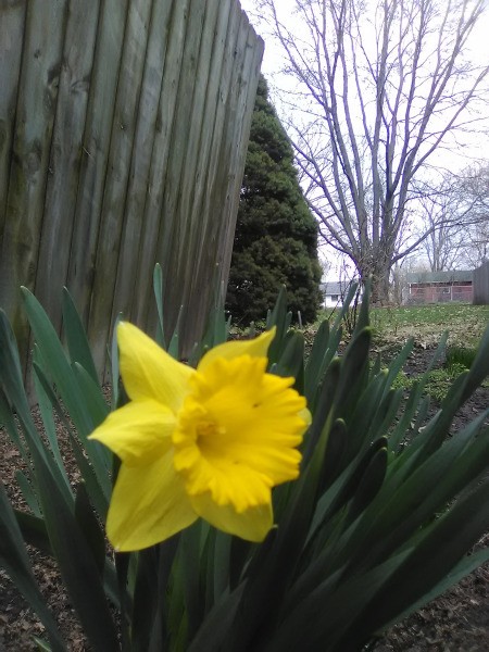 A daffodil next to a wooden fence.