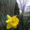 A daffodil next to a wooden fence.