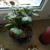 Identifying a Houseplant - foliage houseplant with dark green leaves