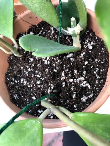 Make Your Own Houseplant Trellis - U of plant wire stuck into the pot