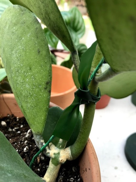 Make Your Own Houseplant Trellis - plant tied to wire