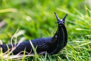 Black slug in the grass