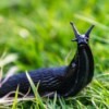 Black slug in the grass