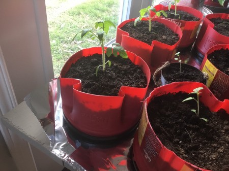 Starting Tomatoes in Coffee Cans