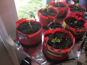 Starting Tomatoes in Coffee Cans