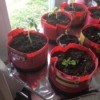 Starting Tomatoes in Coffee Cans