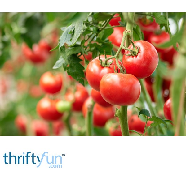 Planting Tomatoes ThriftyFun