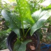 Identifying a Garden Plant - spotted leaf calla lily