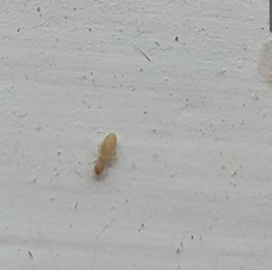 Identifying a Household Bug - long tannish bug
